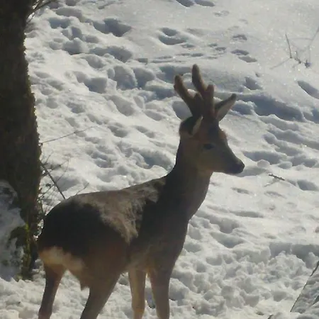 Appartement Wulf *